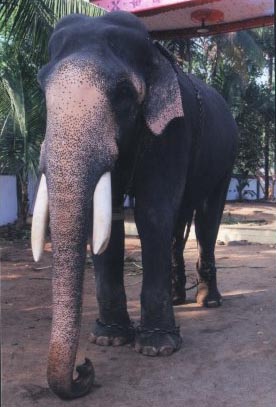 padmanabhan2000